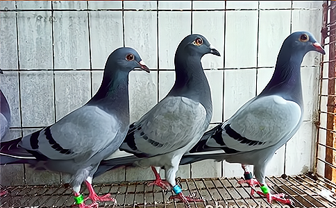 �L(f��ng)��o�� С���ӑ�(zh��n)���U(xi��n)�����h(hu��n)���䱣�{�o(h��)��