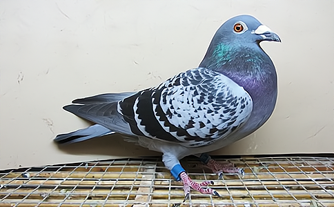 �����B(y��ng)ֳ����(j��ng)ِ����һ�w����������